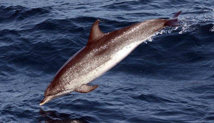 У дельфинов Ла-Манша обнаружили химикаты и ртуть