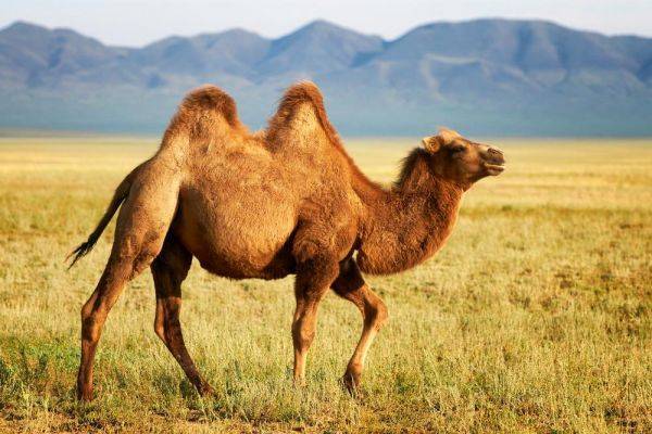 В казахстанском медцентре пациентов лечили мочой верблюда