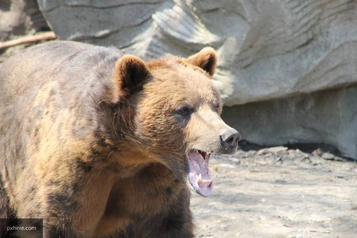 По всему миру медведи стали чаще нападать на людей
