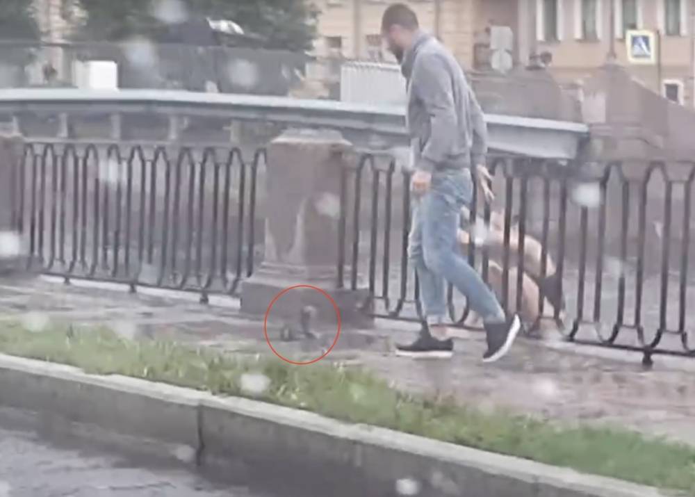 В Петербурге у Коломенского моста девушка с парнем вытащили котенка из канала Грибоедова