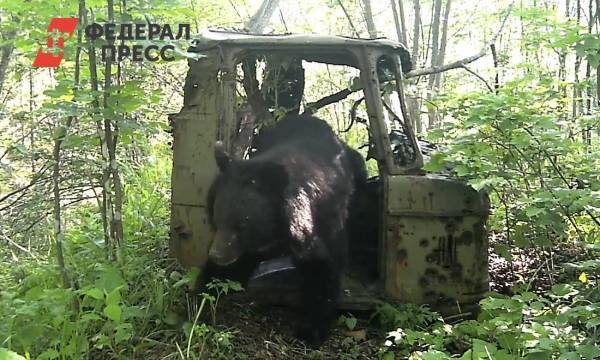 Приморский медведь попробовал себя в роли дальнобойщика