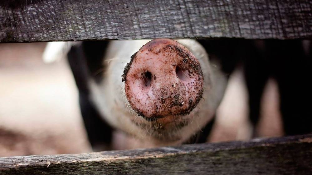 На Украине предложили делать тушенку из умерших от чумы свиней