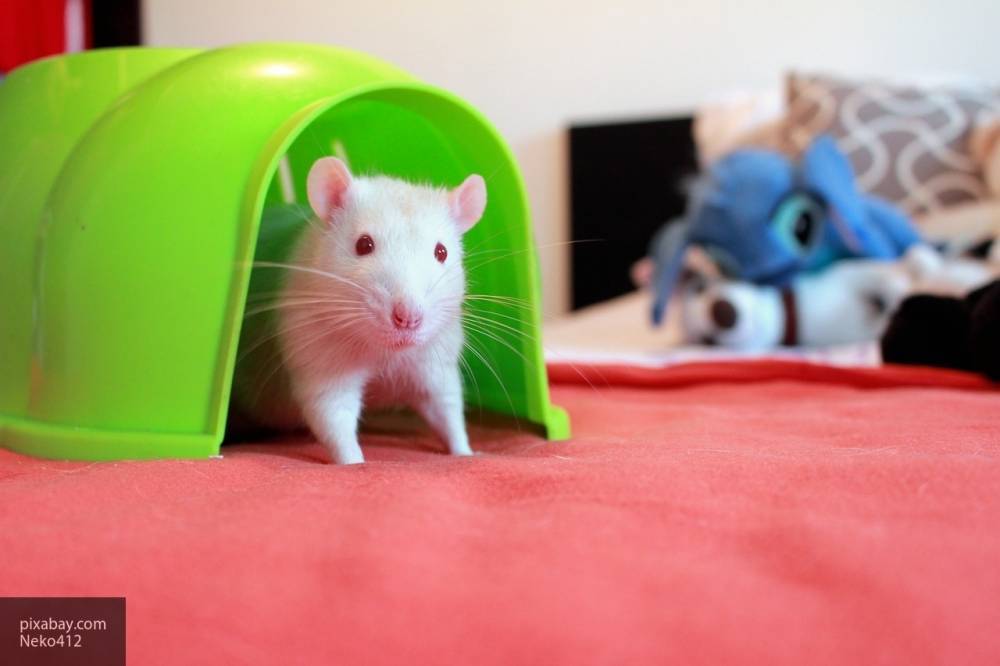 Немецкие ученые выяснили, что крысы могут играть ради удовольствия