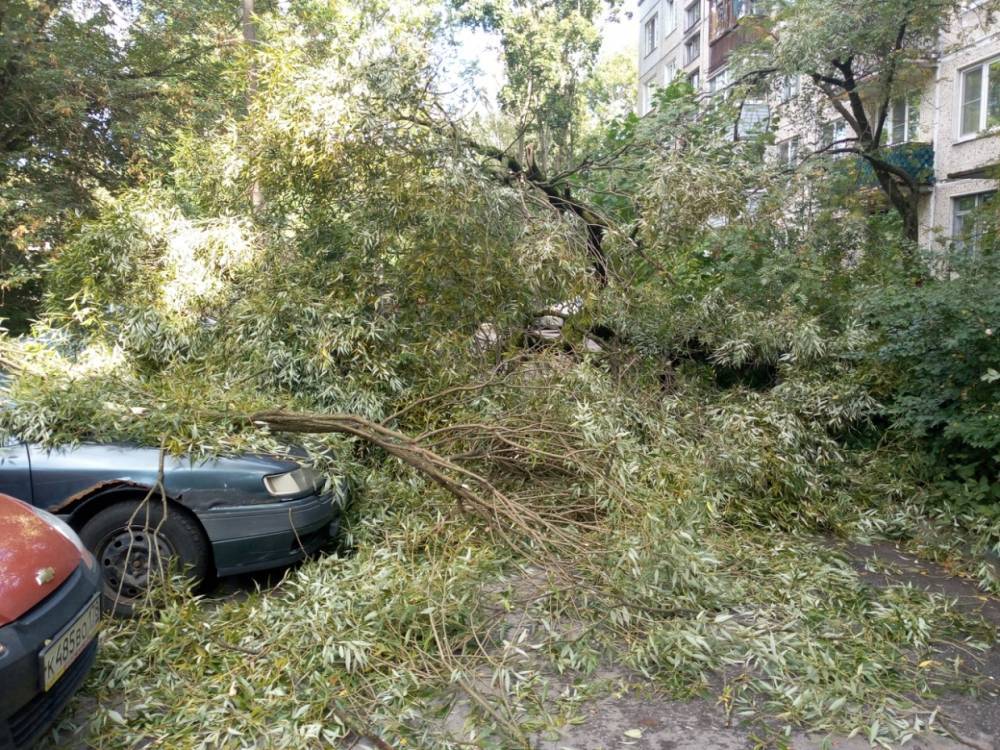 Упавшее дерево придавило два автомобиля у жилого дома в Колпино