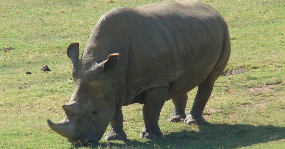 Получены два жизнеспособных эмбриона северного белого носорога