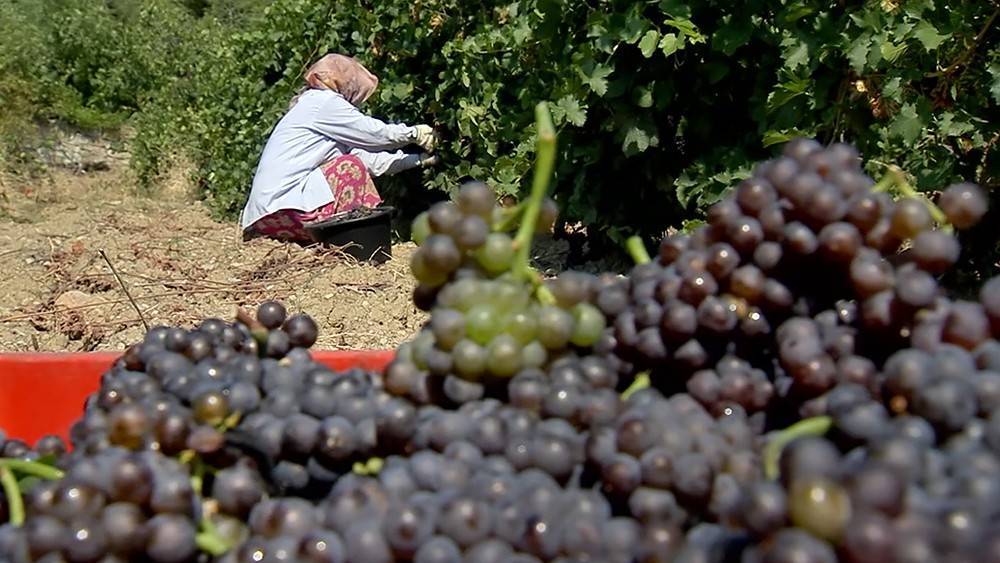 Крымские виноградари идут на рекорд