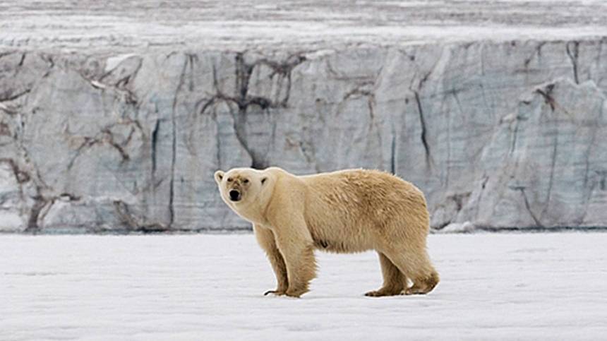 Моряки в Карском море накормили медведя и сняли встречу с хищником на видео