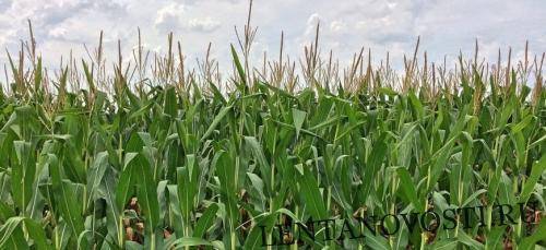 Маркетинговый год начался с низких мировых цен на кукурузу