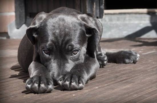СМИ: неизвестная инфекция массово убивает собак в Норвегии