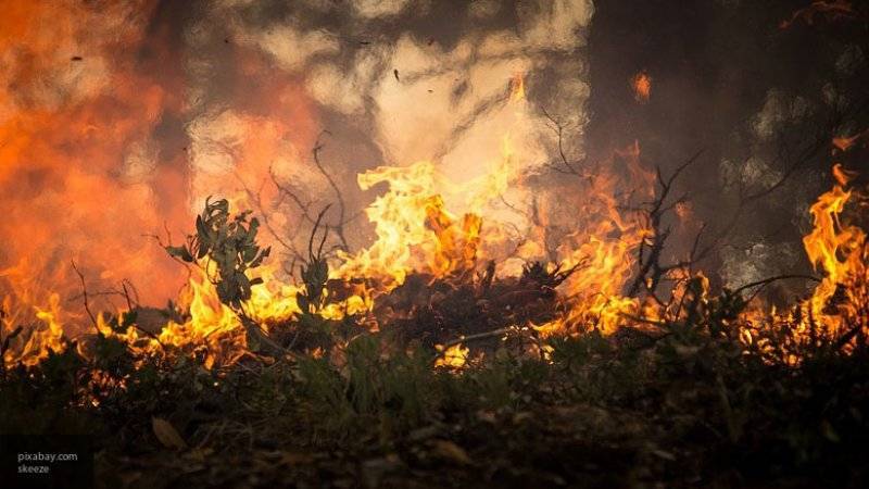 Площадь лесных пожаров в зоне активного тушения в РФ снизилась до 138 гектаров