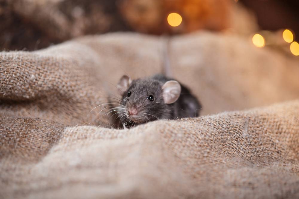 Ученые обнаружили, что крысы играют ради удовольствия