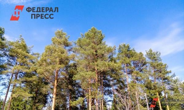 В России началась масштабная акция «Сохраним лес»