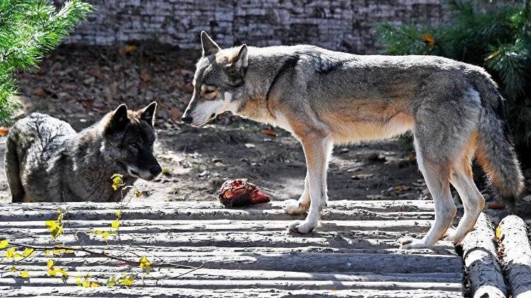 Дважды за день: в Крыму волк напал на троих людей