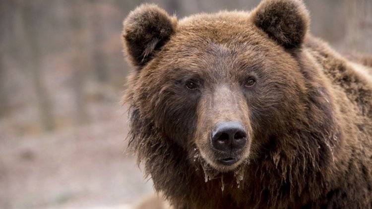 Медведь убил польского туриста в Армении