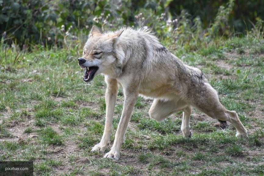 В Крыму сообщили о нескольких нападениях волков на людей, три человека пострадали