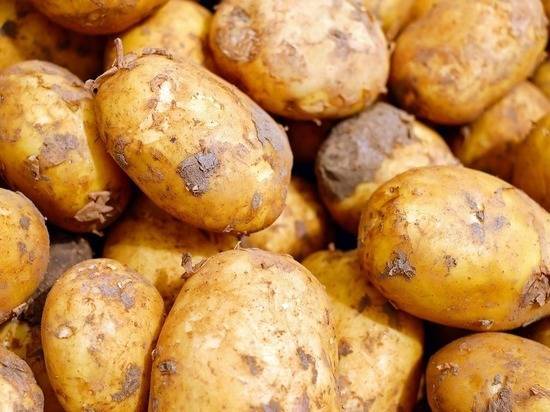 Причиной смерти людей под Челябинском оказался гниющий картофель