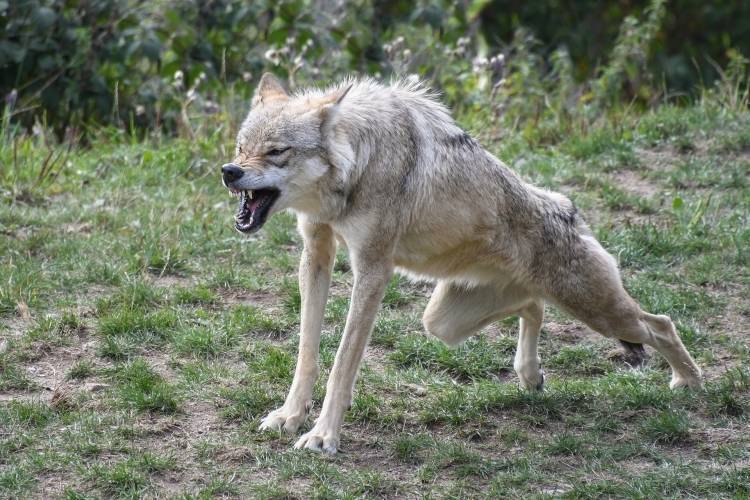 Волки напали на трех человек в Крыму