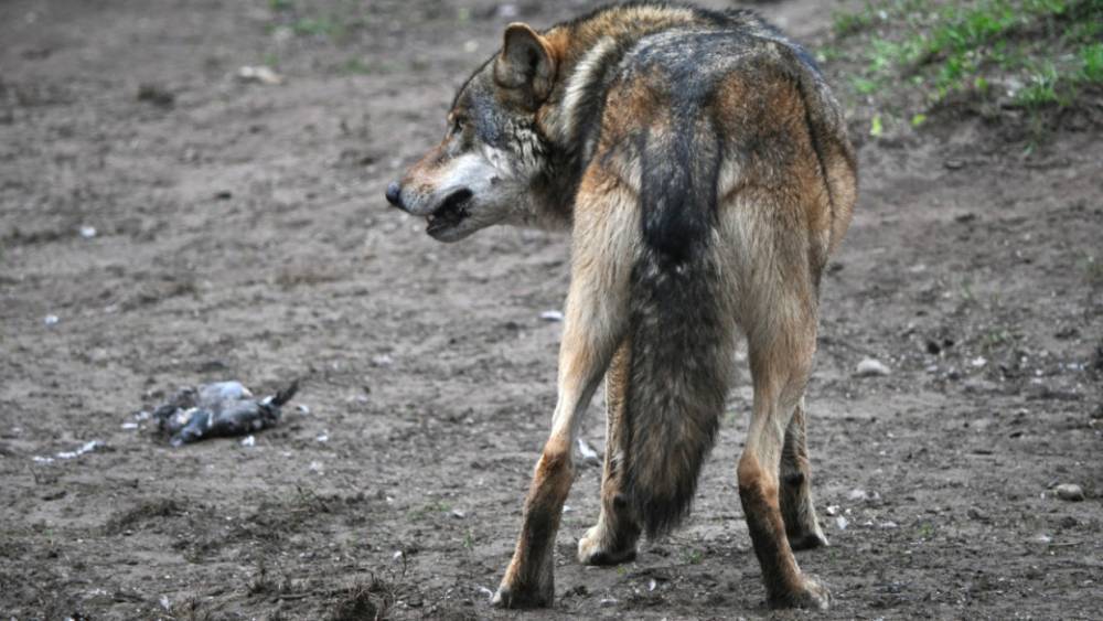 Случаи нападения волков на людей зафиксированы в Крыму