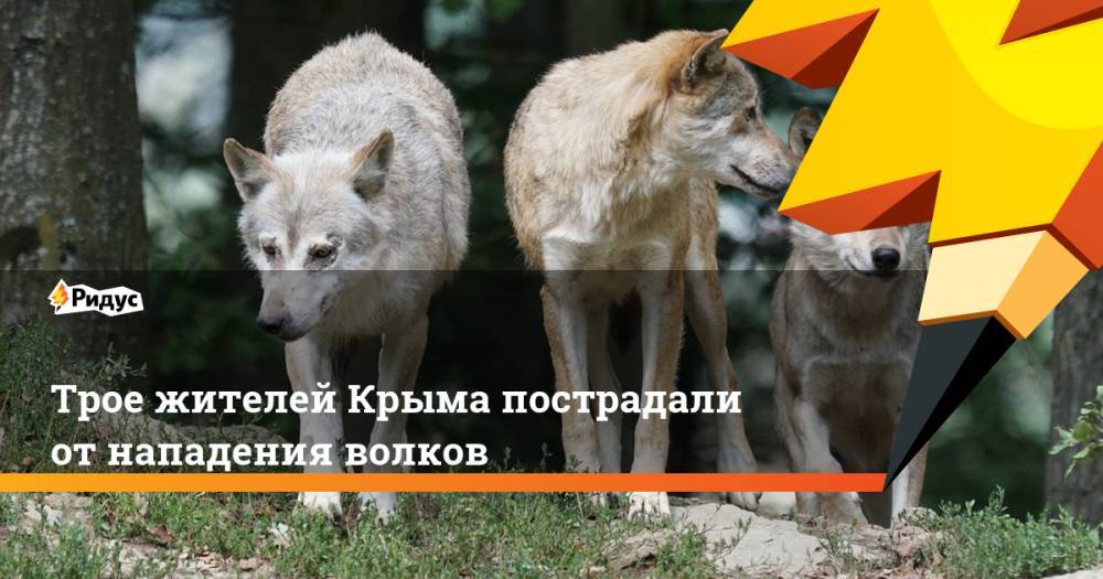 Трое жителей Крыма пострадали от нападения волков