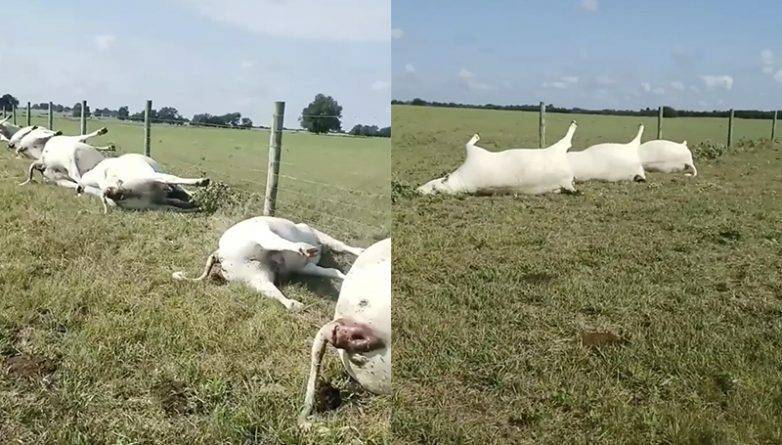 Фермер из Техаса стал свидетелем жуткого зрелища: 15 коров и 8 телят, убитых молнией, лежали ровно в ряд вдоль ограды
