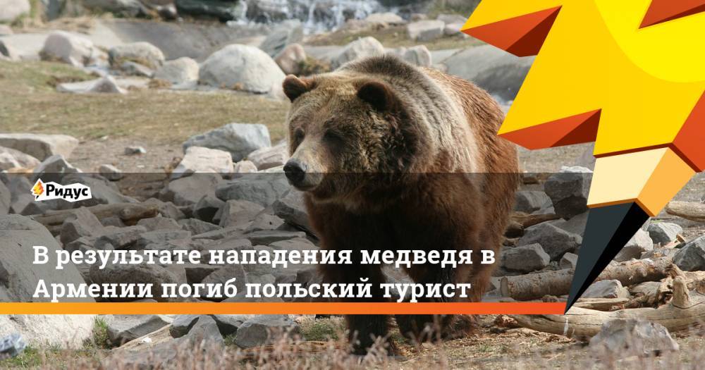 В результате нападения медведя в Армении погиб польский турист