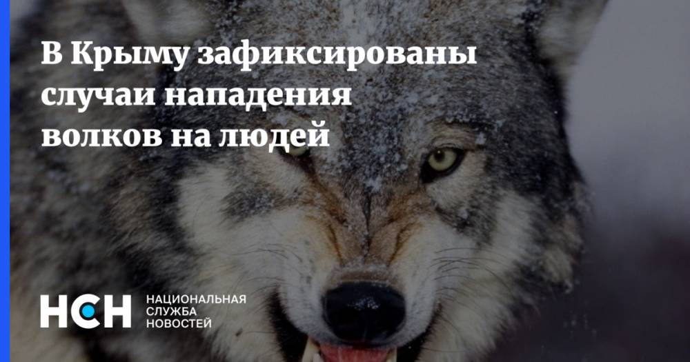 В Крыму зафиксированы случаи нападения волков на людей
