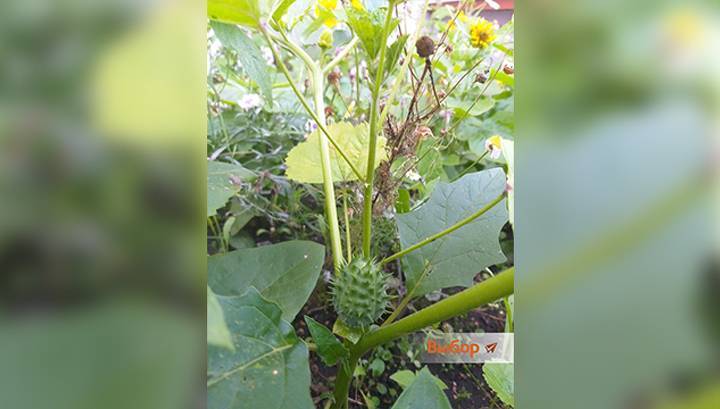 В Салавате три девочки отравились семенами опасного растения