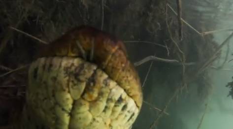 Видео: гигантская анаконда на дне реки напугала дайверов