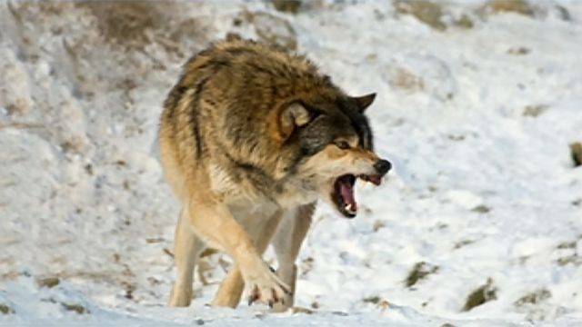 Три человека пострадали от нападения волков в Крыму