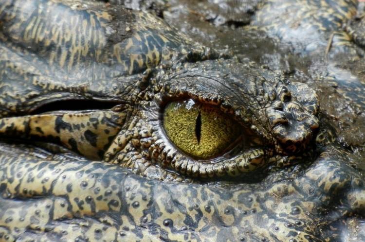 Гигантский крокодил напал на молодого рыбака и съел его