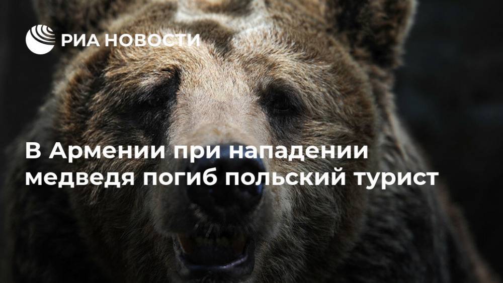 В Армении при нападении медведя погиб польский турист