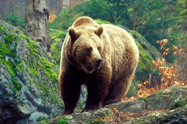 СМИ: Польский турист погиб в схватке с медведем на армянской горе Арагац