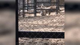 На Сахалине олень забодал сотрудника зоопарка — видео.