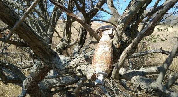 Бомбу времен ВОВ нашли на дереве в Крыму