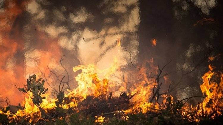 Лесные пожары в Красноярском крае полностью потушены