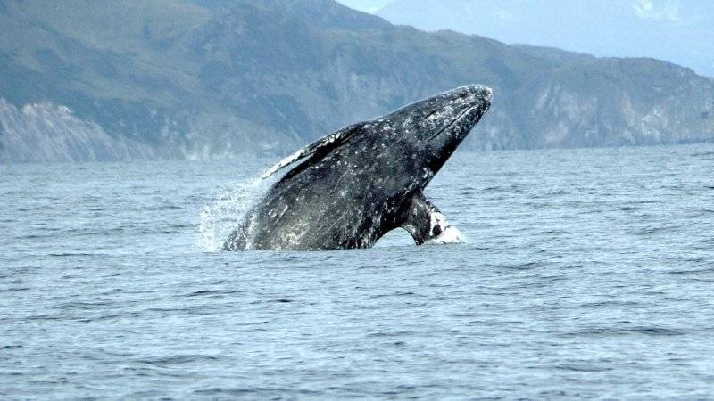 Прокуратура выявила нарушения при вылове серых китов чукотской общиной
