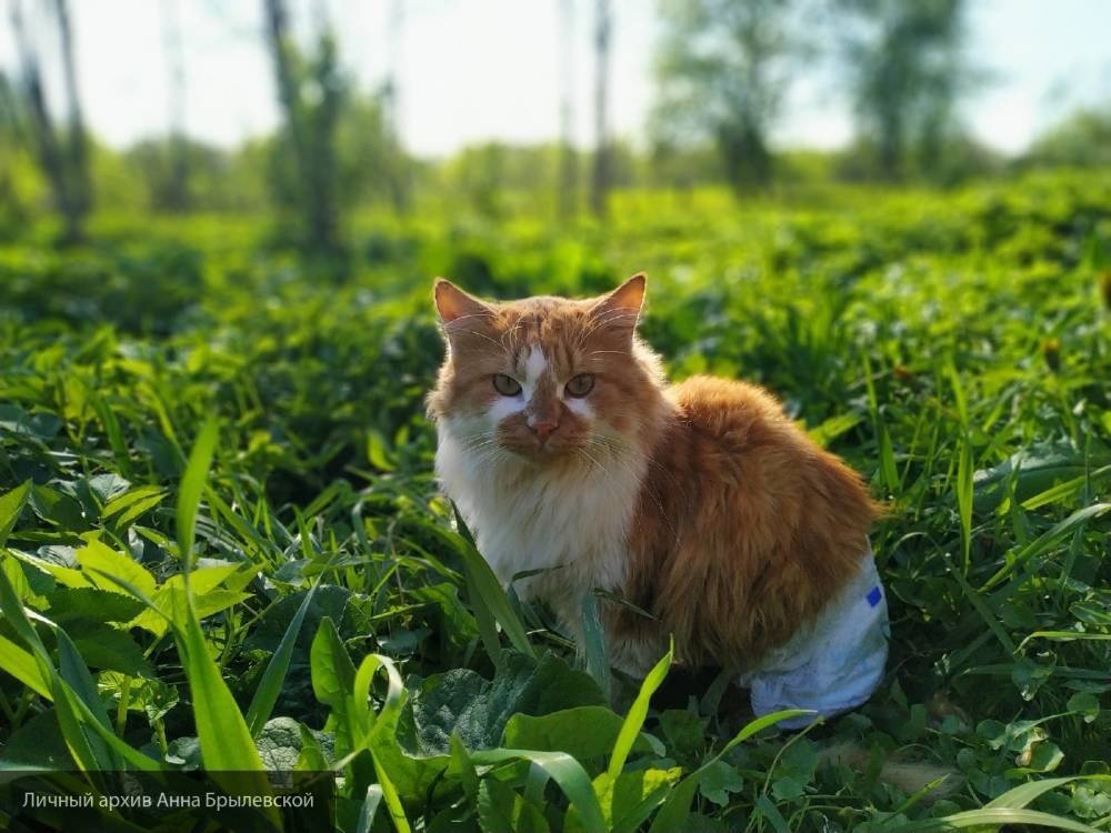 Стало известно, почему кошки употребляют в пищу траву