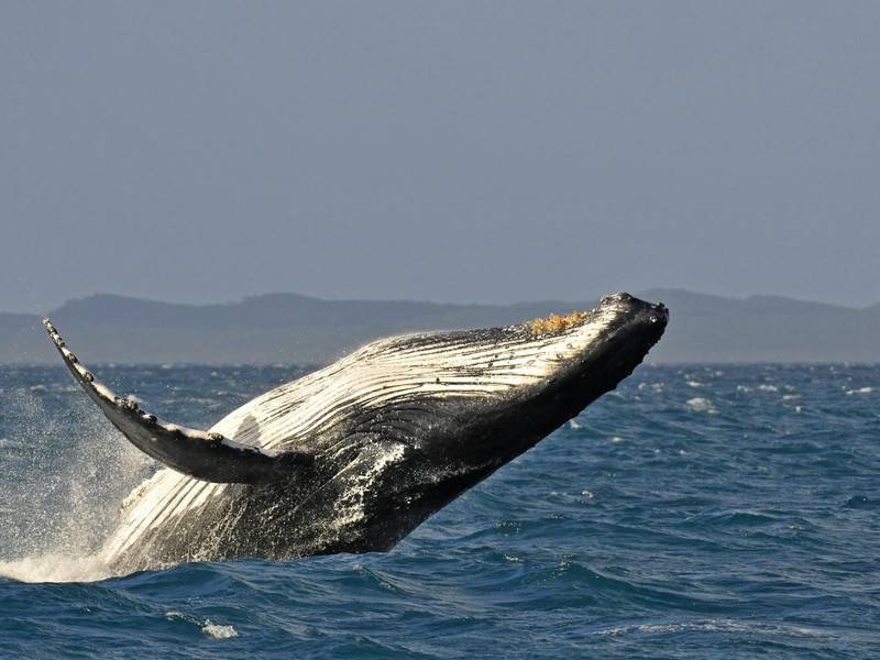 Количество горбатых китов в водах Чукотки резко снизилось