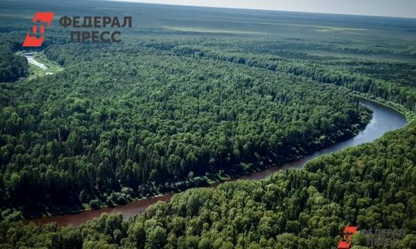 В «Единой России» предложили меры по улучшению ситуации в лесной отрасли