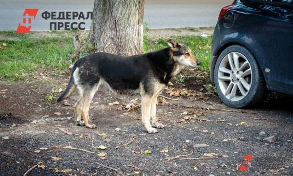 Мэрию Губкинского обязали выплатить ребенку моральную компенсацию за нападение собаки