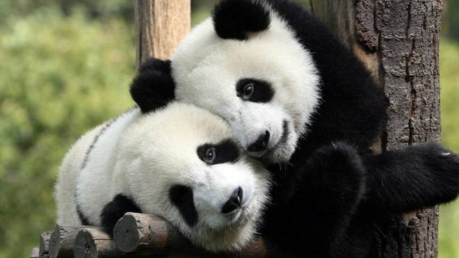 Китайские ученые начнут клонировать панд