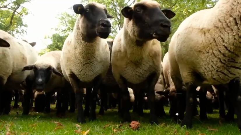 Парнокопытный протест: пастухи выгнали стадо овец в центр Берлина