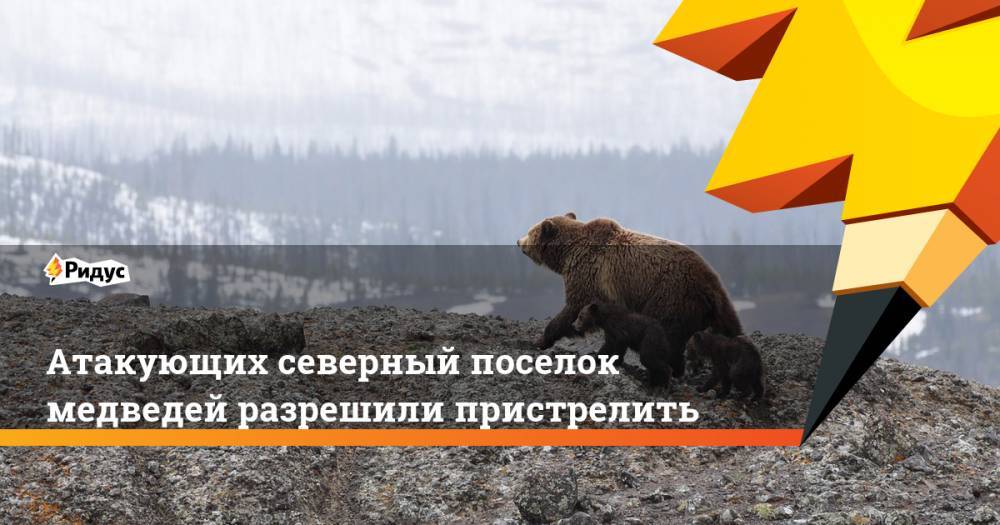 Атакующих северный поселок медведей разрешили пристрелить