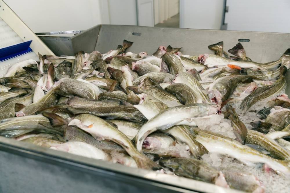 Сотрудник мурманского рыбного порта пытался украсть 77 килограммов рыбы