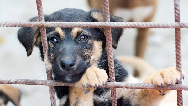 В России запретят умерщвление бездомных животных