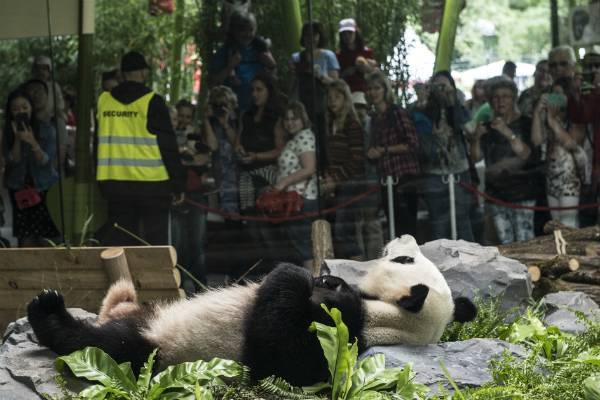 Китайские ученые планируют начать клонировать панд