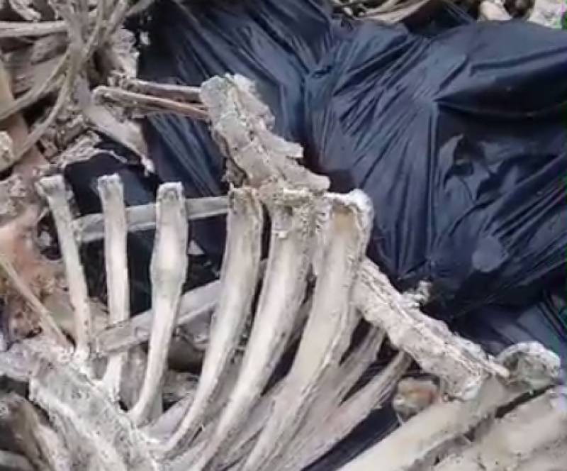 Тракторист нашел человеческие останки в поселке Солнечное под Петербургом