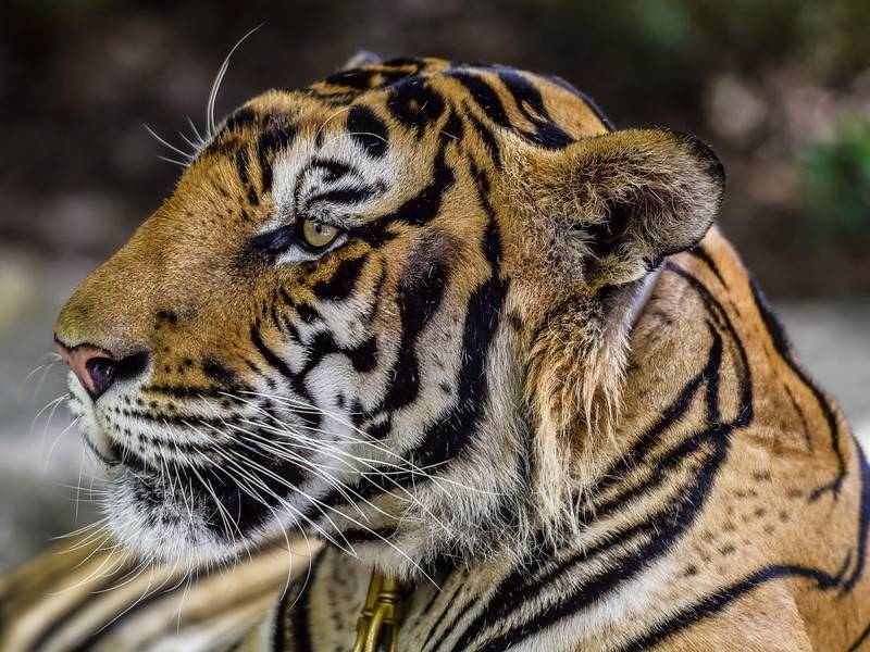 Спасённые от жестокого обращения тигры умерли в Таиланде