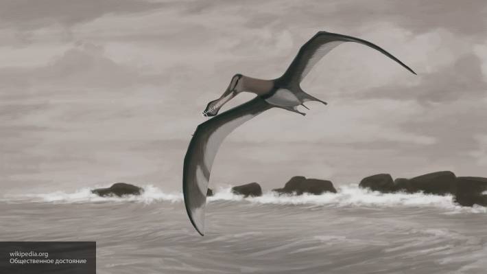 Ученые обнаружили новый вид птерозавров