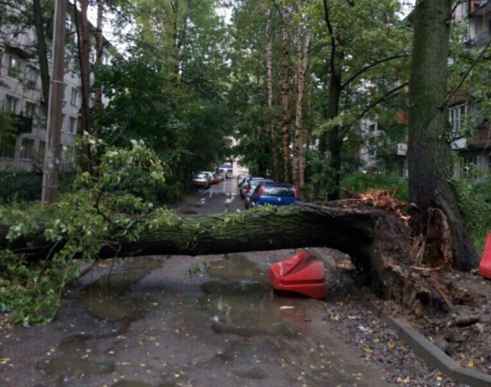 Ветер снес дерево на улице Демьяна Бедного